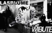 GLASBLUME plateslipp + support WIBUTEE